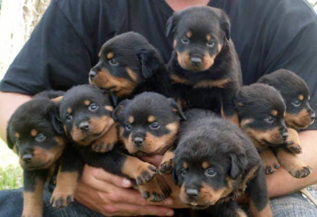 Buying A Rottweiler Puppy