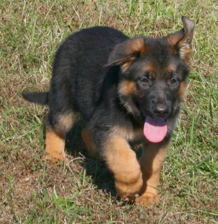 Buying German Shepherd Puppy