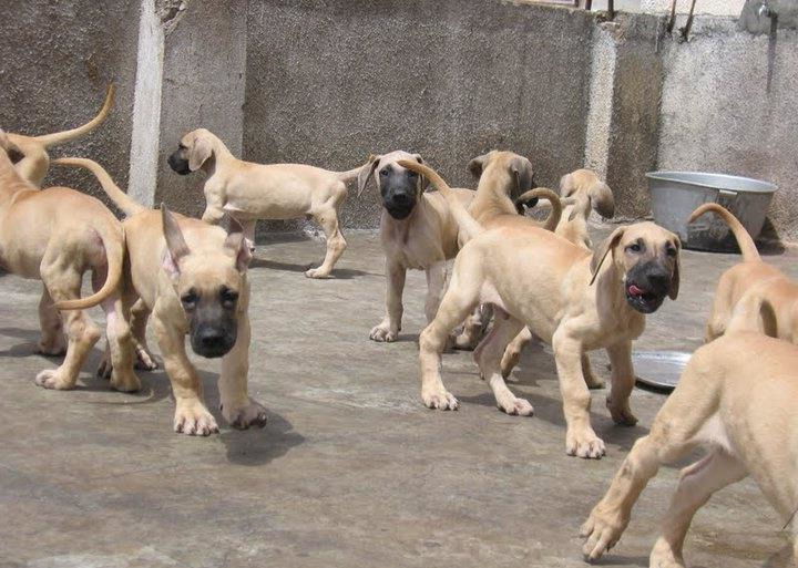 Buying Great Dane Puppies