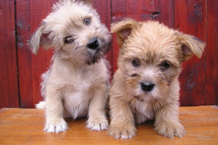 Cairn Terrier Mix Puppies For Sale
