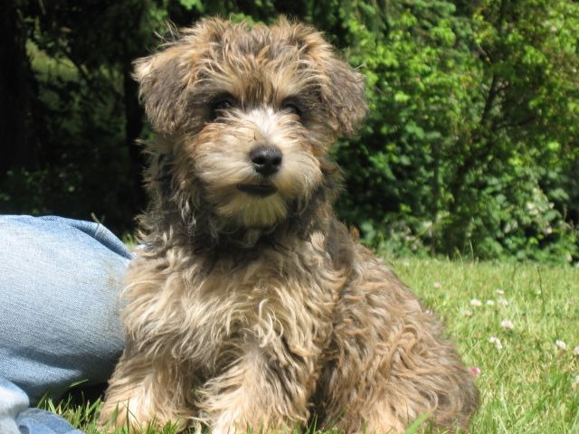 Cairn Terrier Poodle Mix For Sale