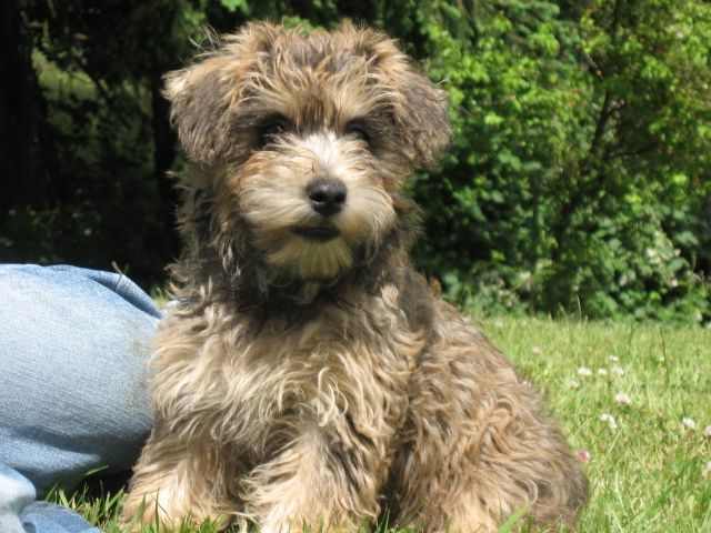 Cairn Terrier Poodle Mix