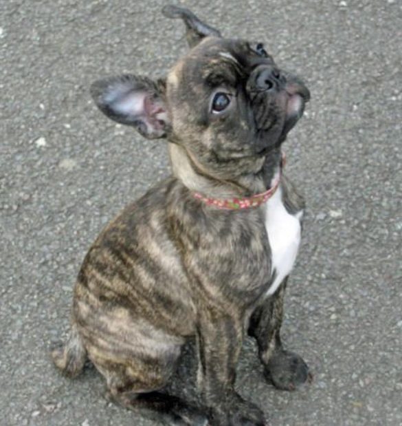 Boston Terrier Pug Mix Puppies For Sale 02