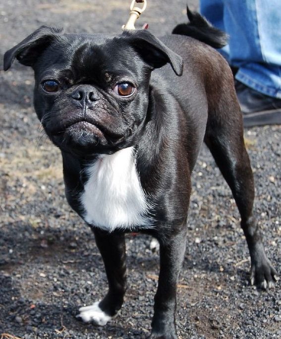Boston Terrier Pug Mix Puppies For Sale 03