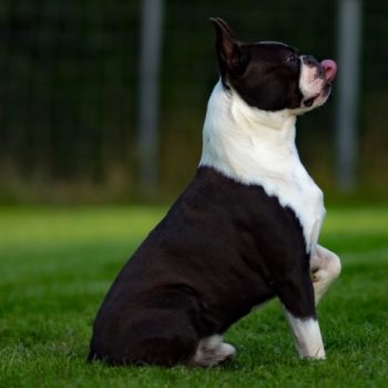 Boston Terrier Rescue Northern California