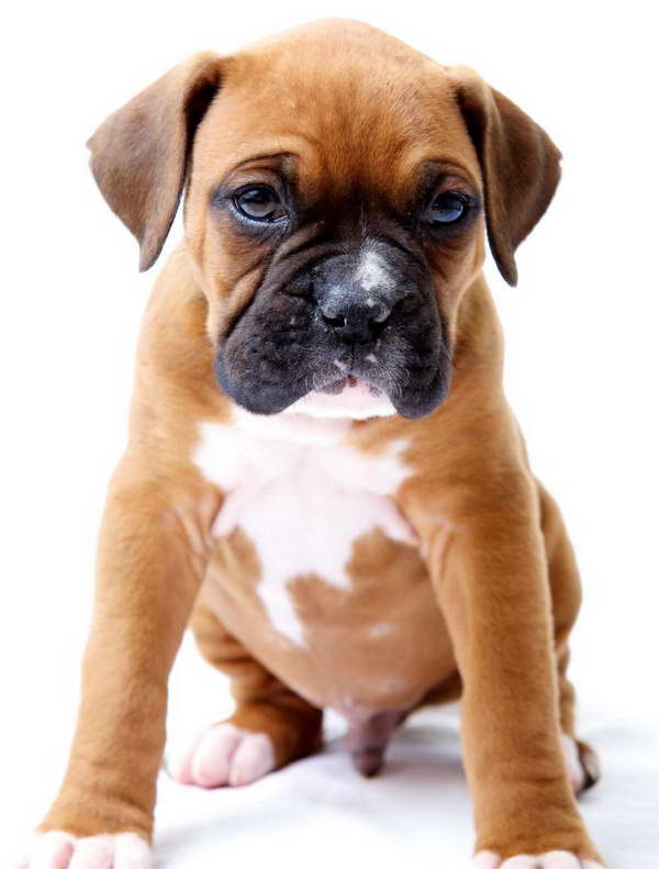 Boxer Terrier Puppies For Sale PETSIDI