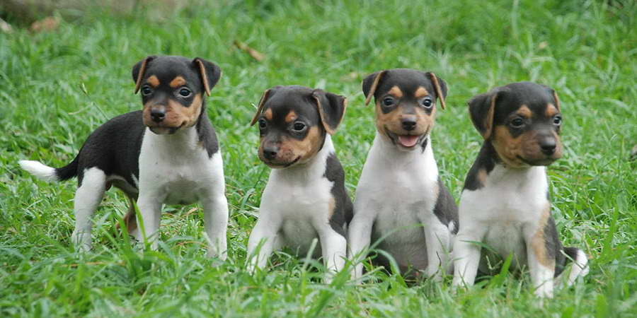 Brazilian Terrier Puppies