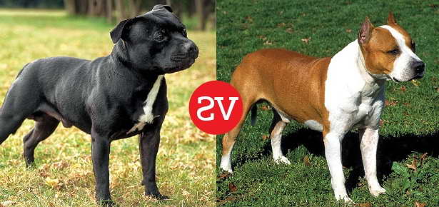 British Staffordshire Terrier