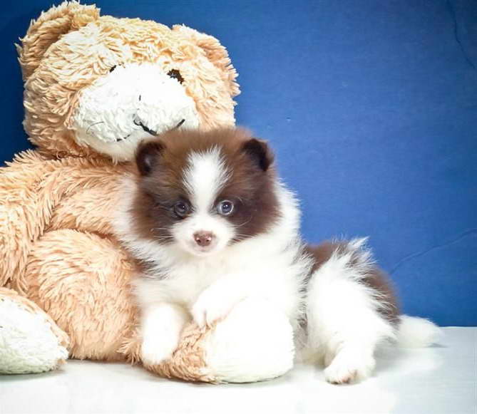 Brown And White Pomeranian Puppy