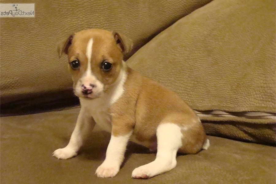 Brown And White Rat Terrier Puppies