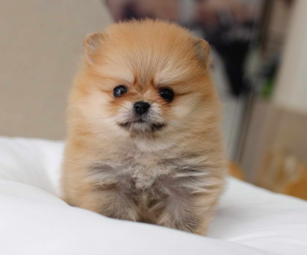 Brown Pomeranian Puppies For Sale