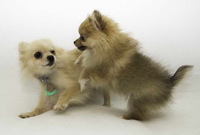 Brown Pomeranian Puppies