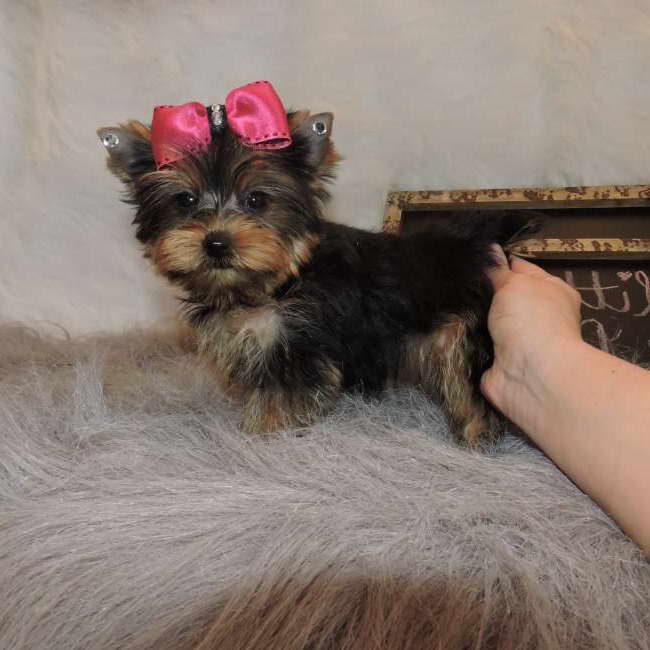 Buy A Yorkshire Terrier