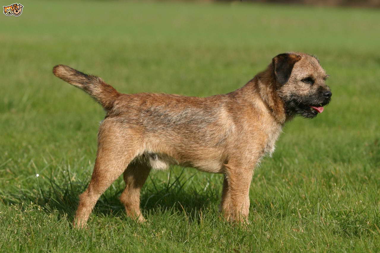 Buy Border Terrier