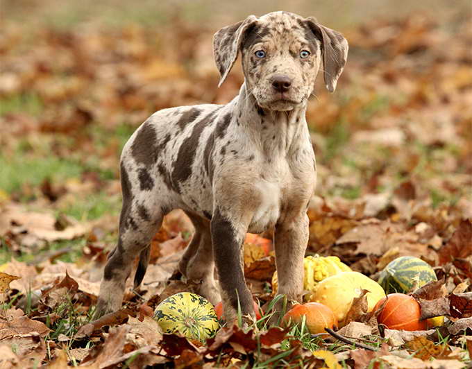 Buy Catahoula Leopard Dog