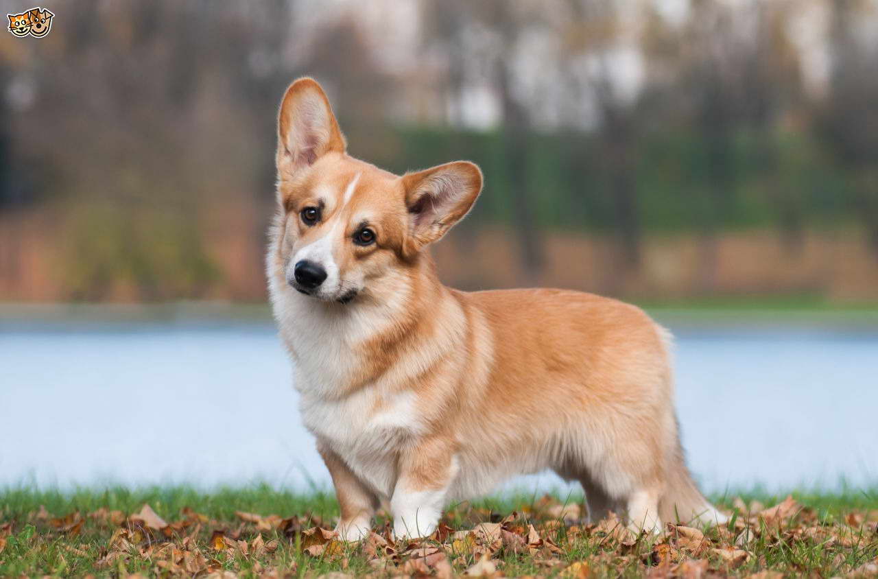 Buy Corgi Dog