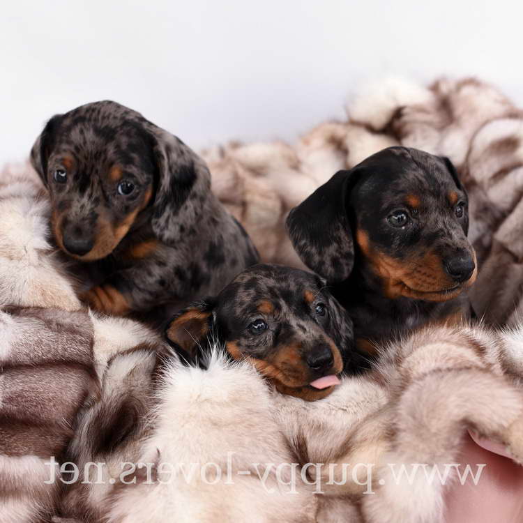 Buy Dachshund Puppy