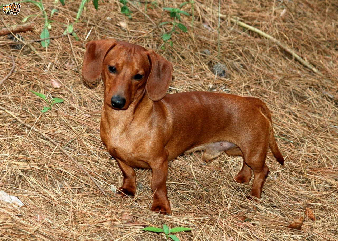 Buy Mini Dachshund