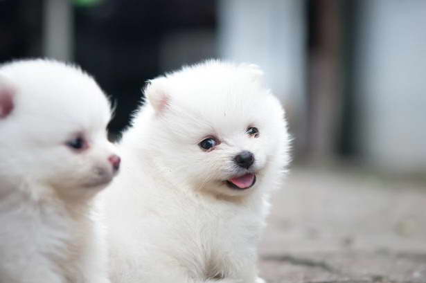 Buy Pomeranian Puppy Online