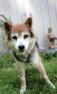 Buy Shiba Inu Nyc
