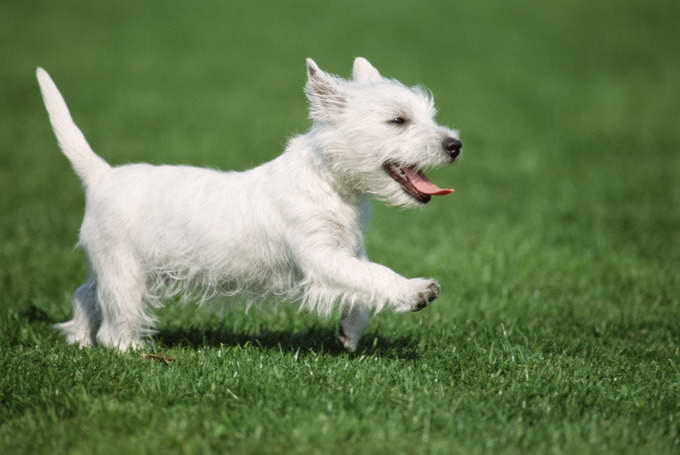 Buy West Highland White Terrier