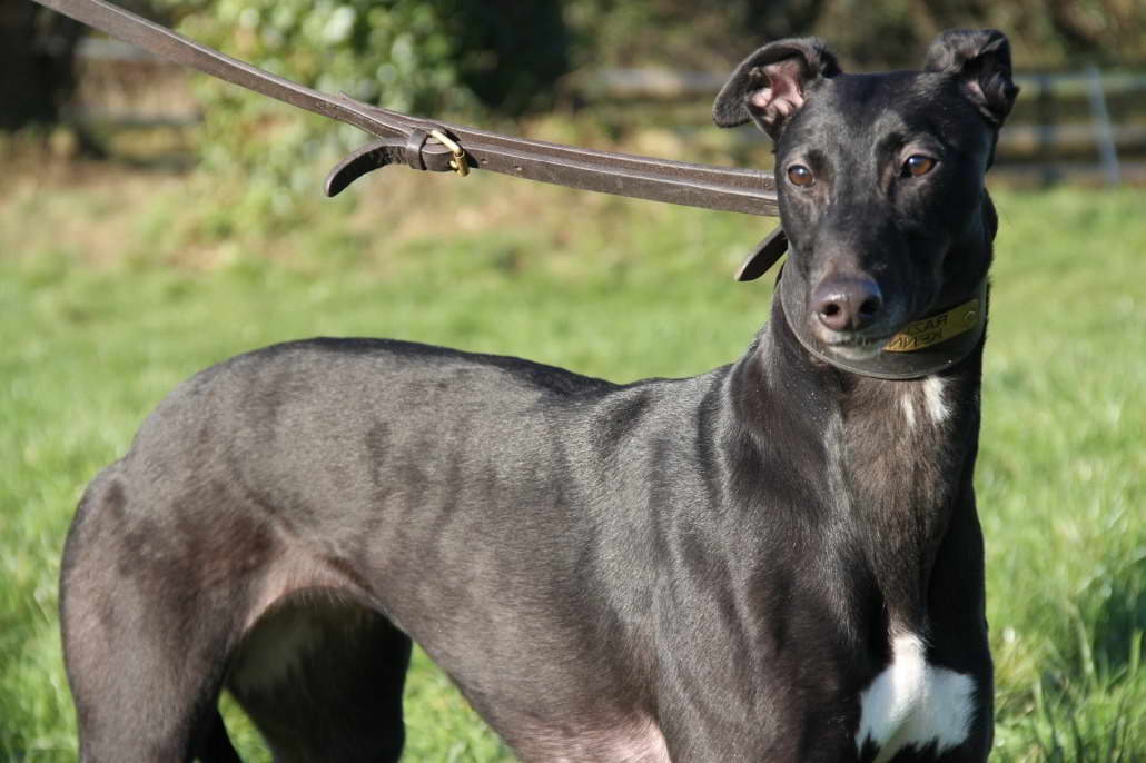 Buying A Greyhound Dog