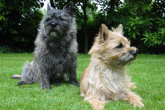 Cairn Terrier Breeders In Texas