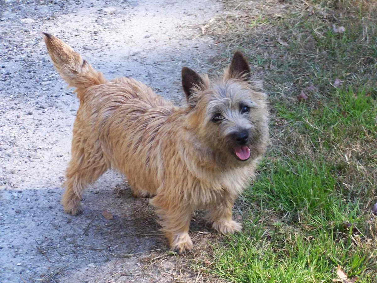 Cairn Terrier Breeders Michigan