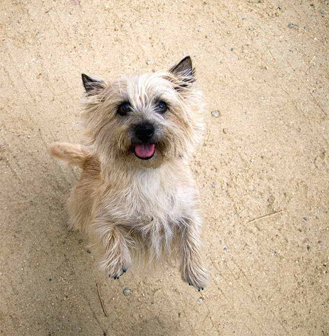 Cairn Terrier Dog