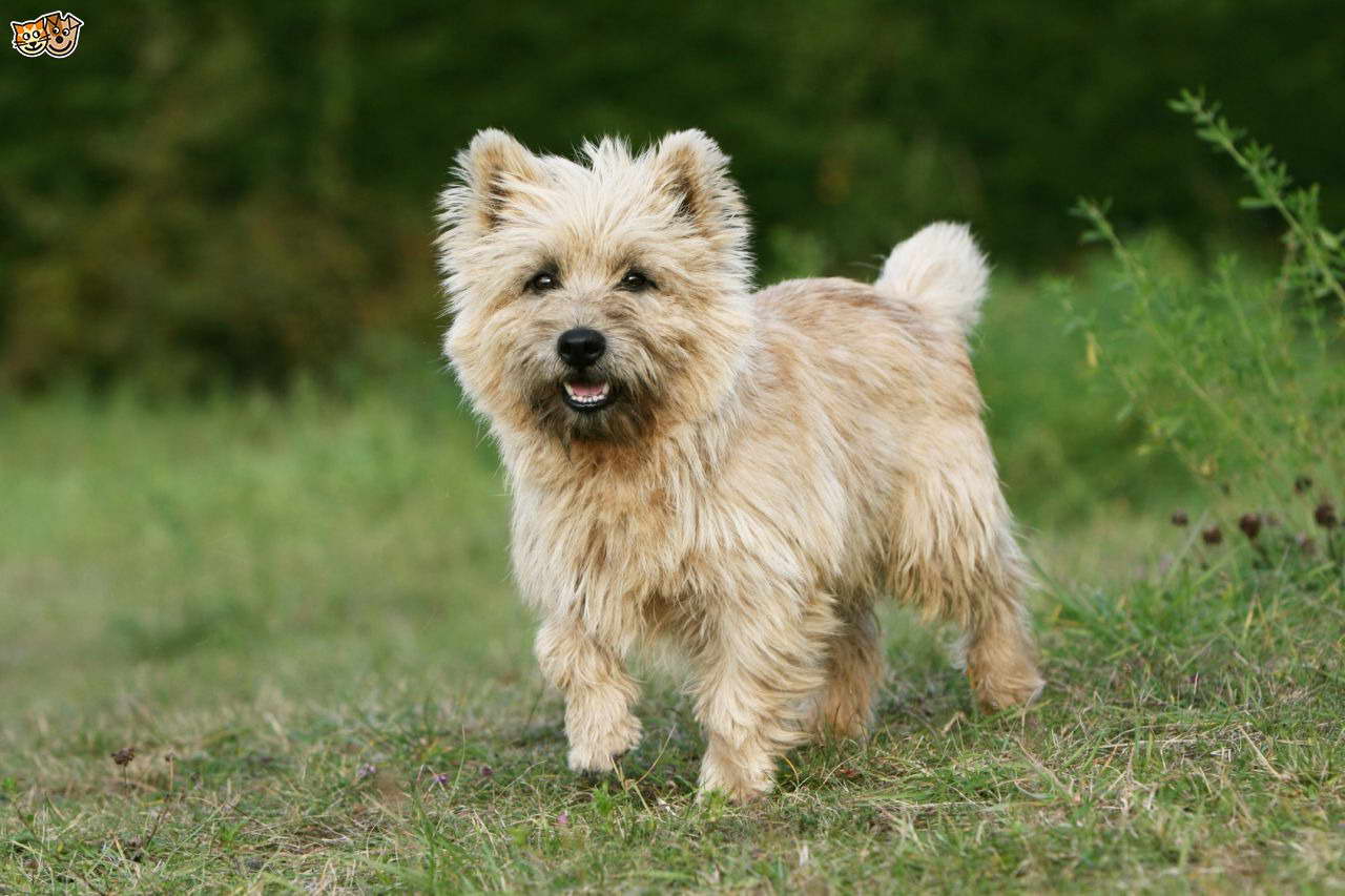 Cairn Terrier Information