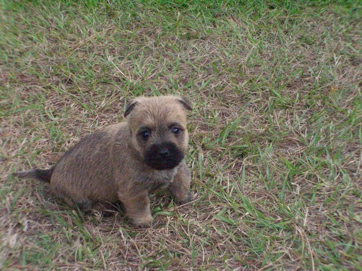 Cairn Terrier Nc