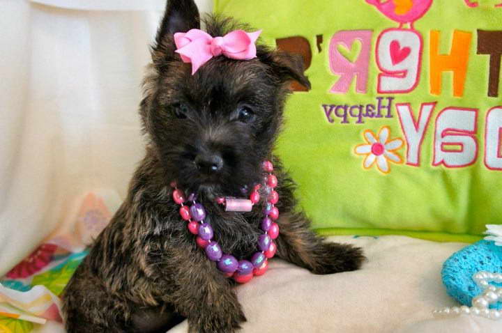 Cairn Terrier Puppies Florida