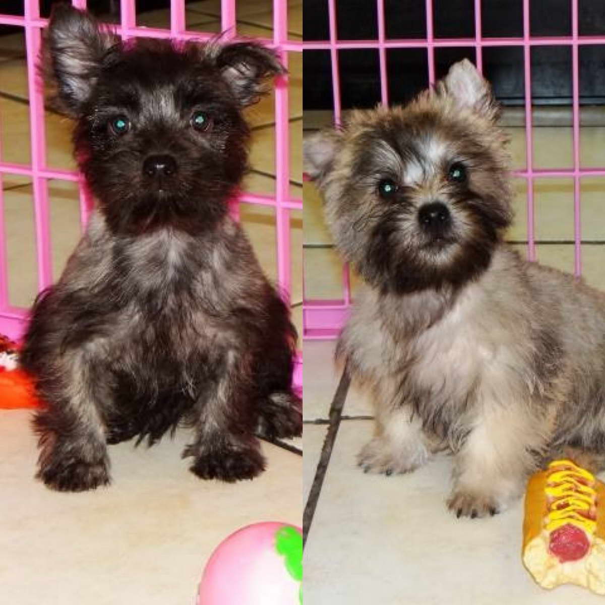 Cairn Terrier Puppies For Sale In Florida