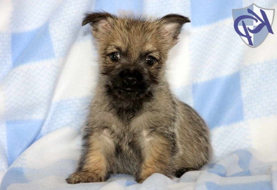 Cairn Terrier Puppies For Sale In Pa