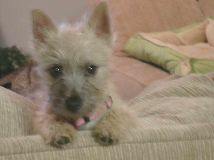 Cairn Terrier Puppies For Sale In Va