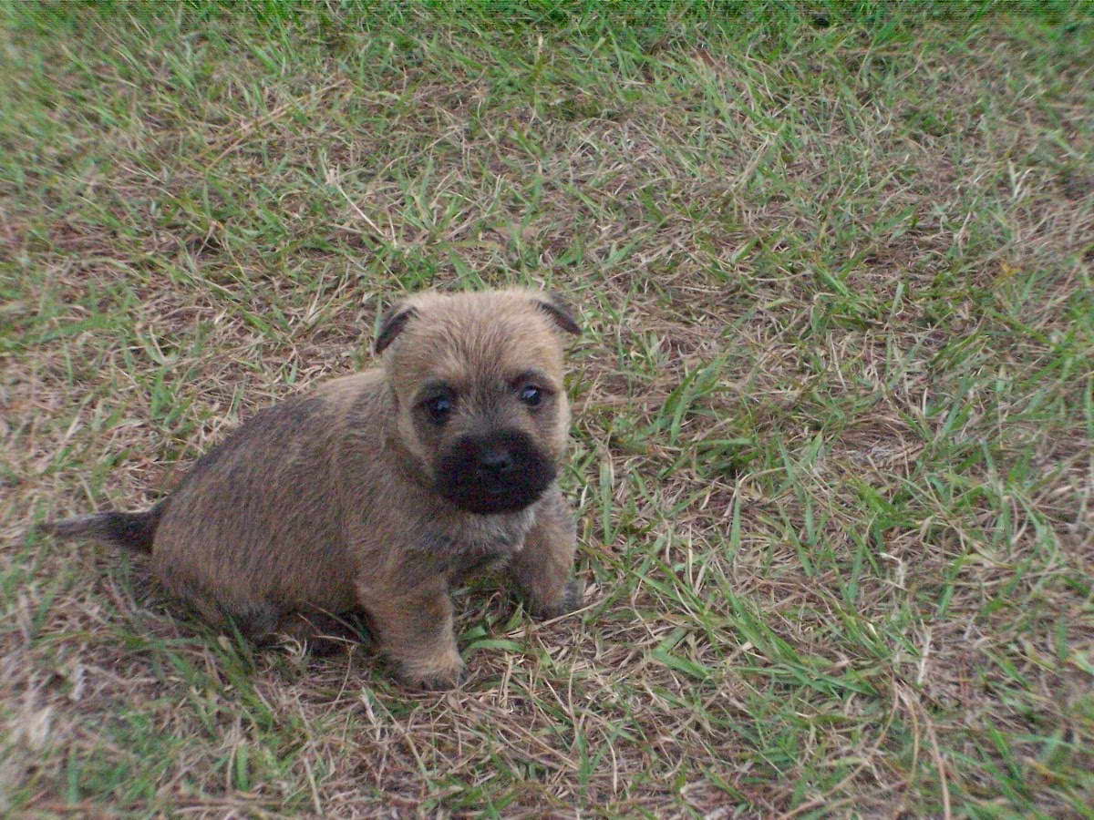 Cairn Terrier Puppies Nc
