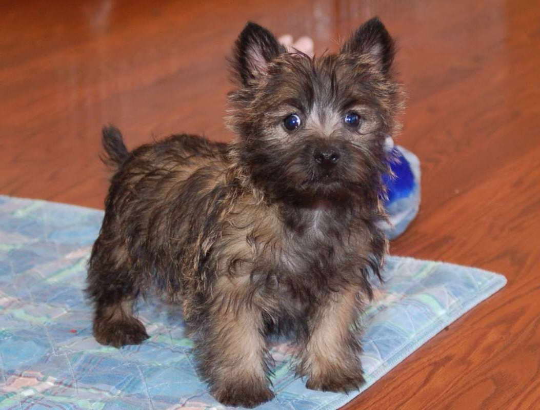 Cairn Terrier Puppies Ohio