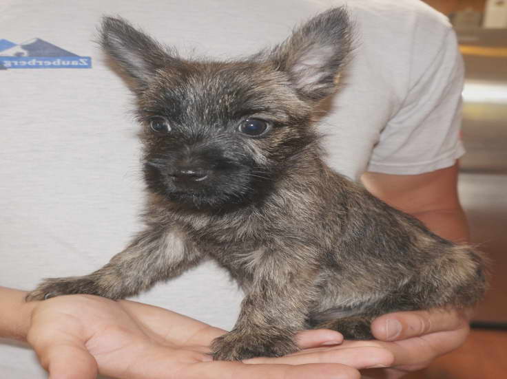 Cairn Terrier Puppies Pa