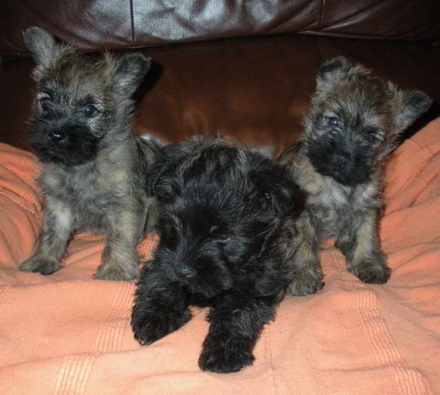 Cairn Terrier Puppy For Sale