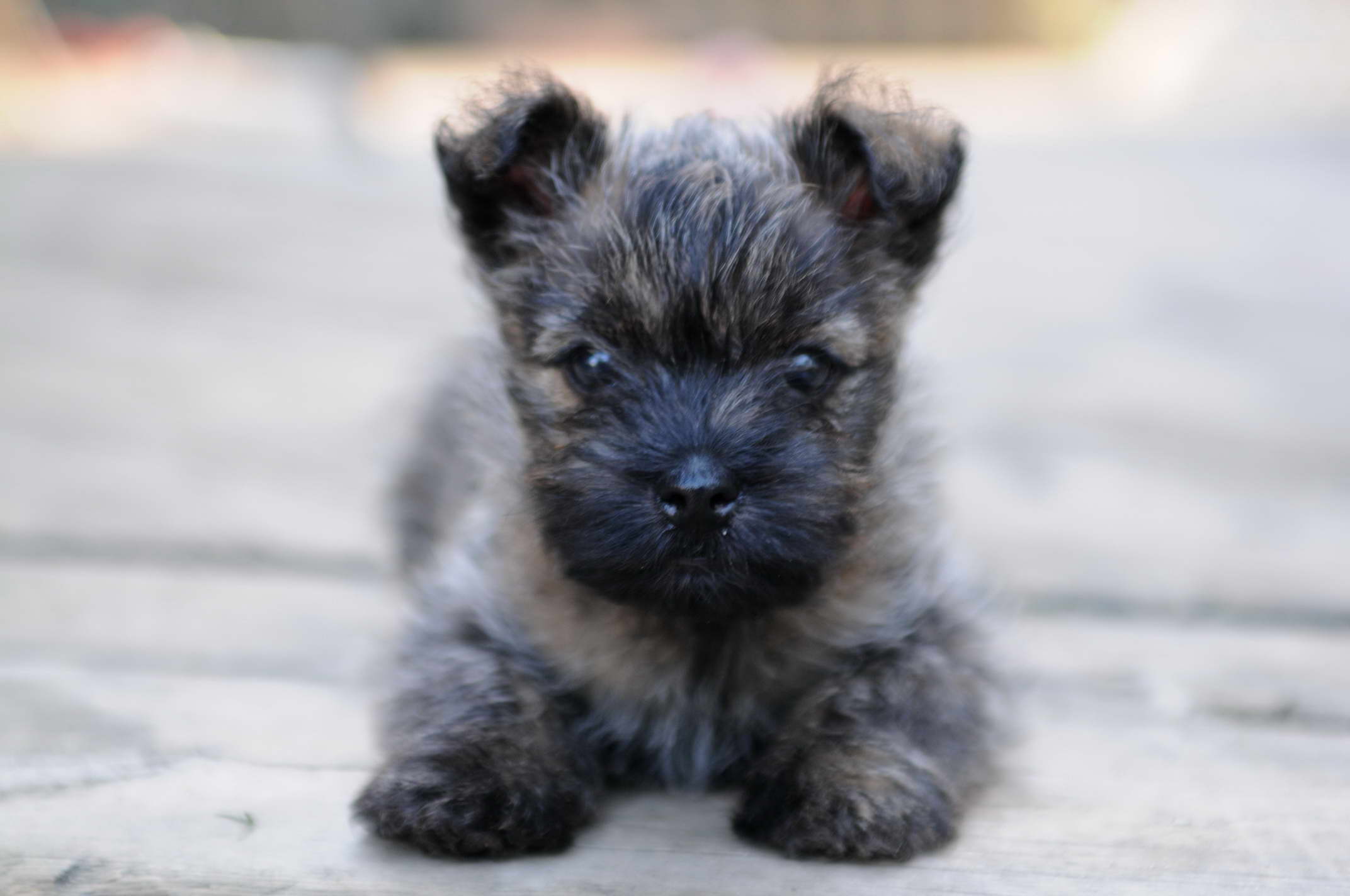 Cairn Terrier Puppy