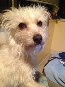 Cairn Terrier Rescue Colorado