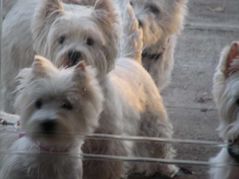 Cairn Terrier Rescue Dogs