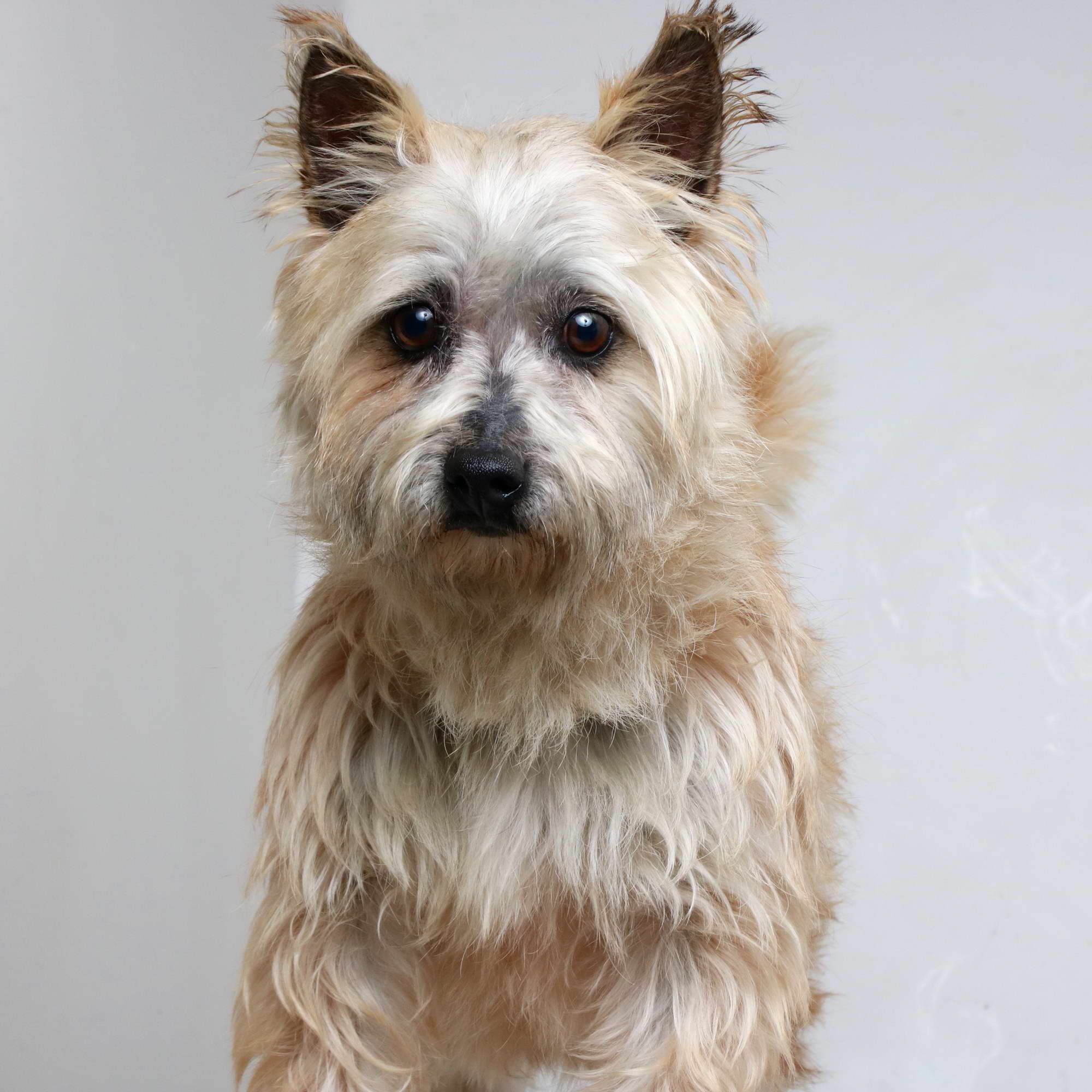 cairn terrier rescue mn
