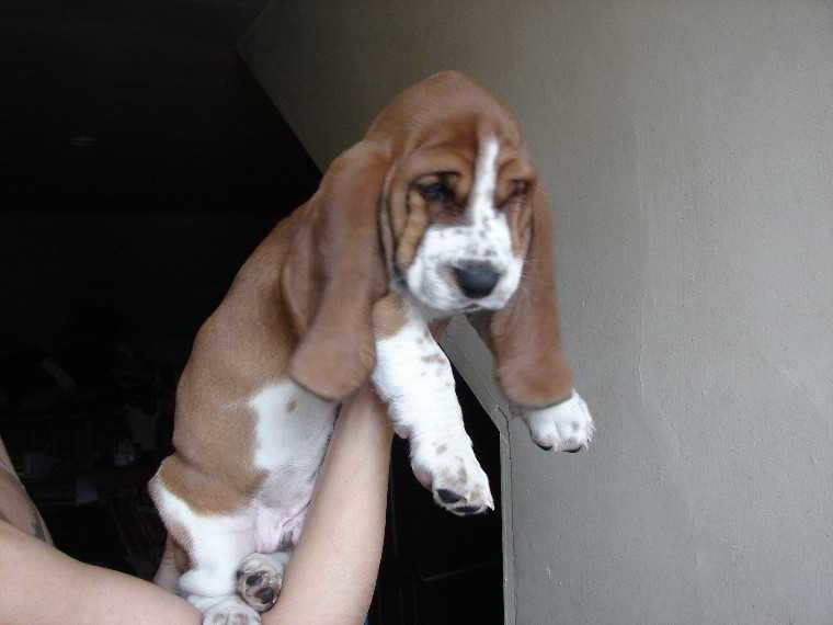 California Basset Hound Breeders