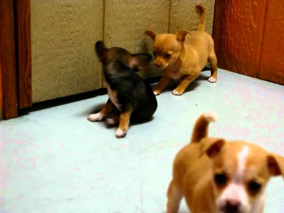 California Chihuahua Puppies For Sale
