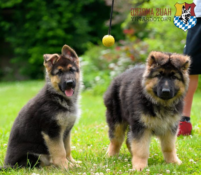 California German Shepherd Breeder