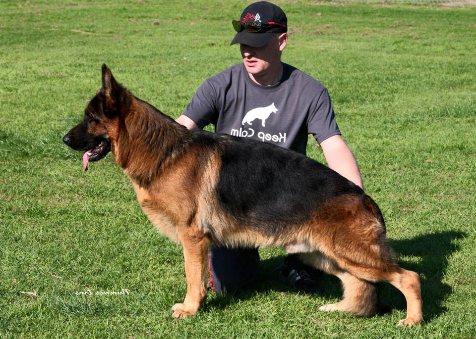 California German Shepherd Breeders