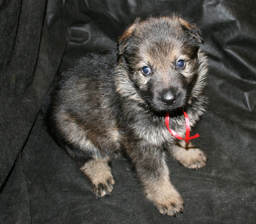 California German Shepherd Puppies For Sale