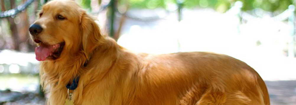 California Golden Retriever