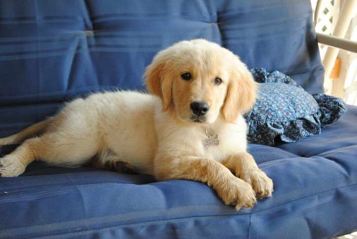 California Golden Retriever Breeder